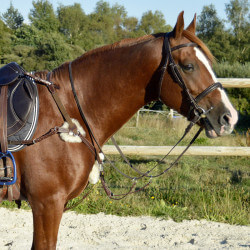 Collier de chasse 5 points mouton TIME Rider