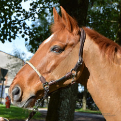 Licol cuir et corde TIME Rider