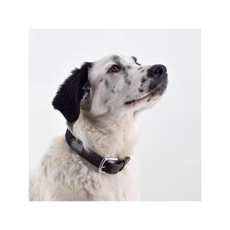 Collier Chien Cuir nylon Tressé Osia