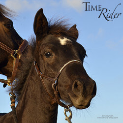 Licol poulain en cuir TIME Rider