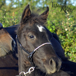 Licol poulain en cuir TIME Rider