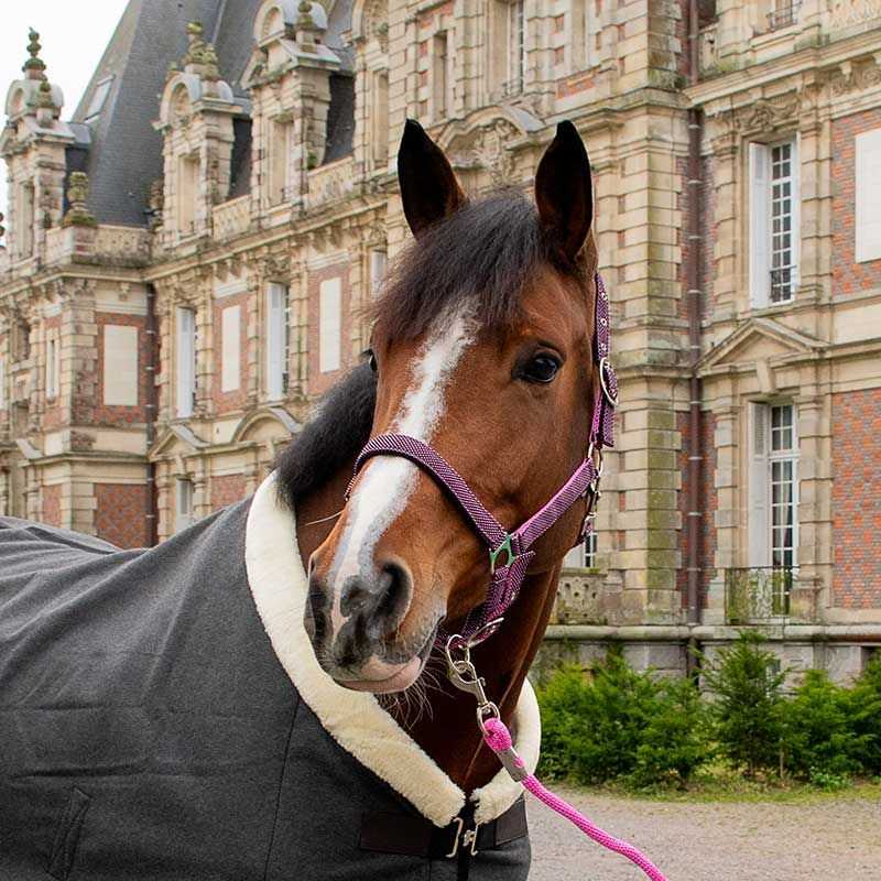 Licol BicolorHorse & Go Licol BicolorHorse & Go