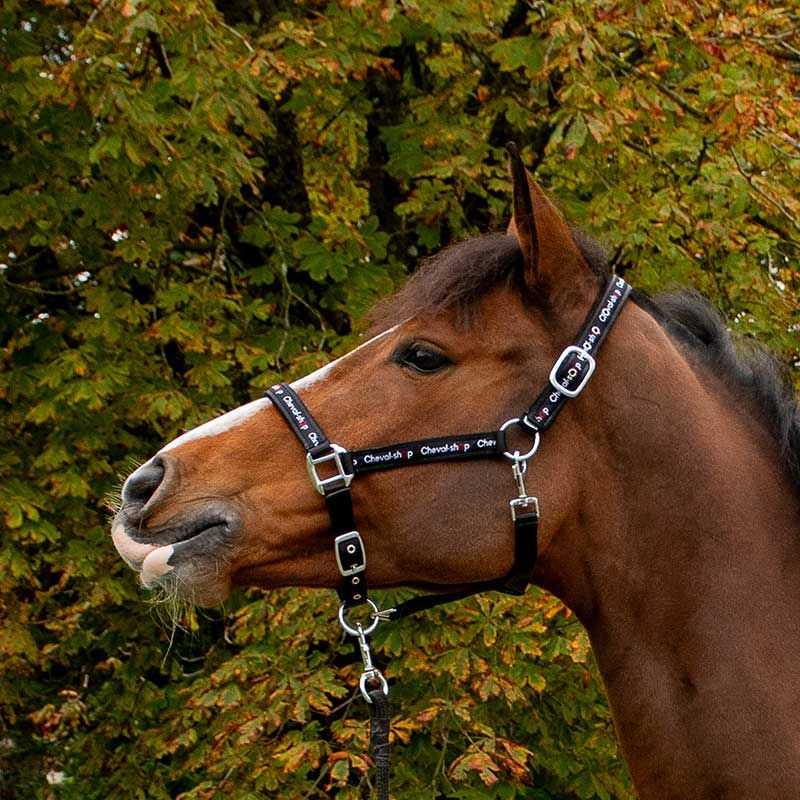 Licol Spécial Cheval-Shop Licol Spécial Cheval-Shop