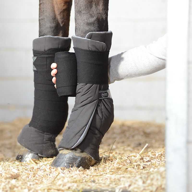Sous Bandes Anatomic Antérieur Veredus Sous Bandes Anatomic Antérieur Veredus