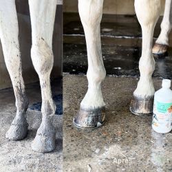 Shampoing Protec Aketus