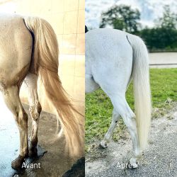 Shampoing Protec Aketus