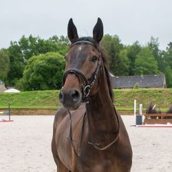 Bridon muserolle combiné Horse & Go