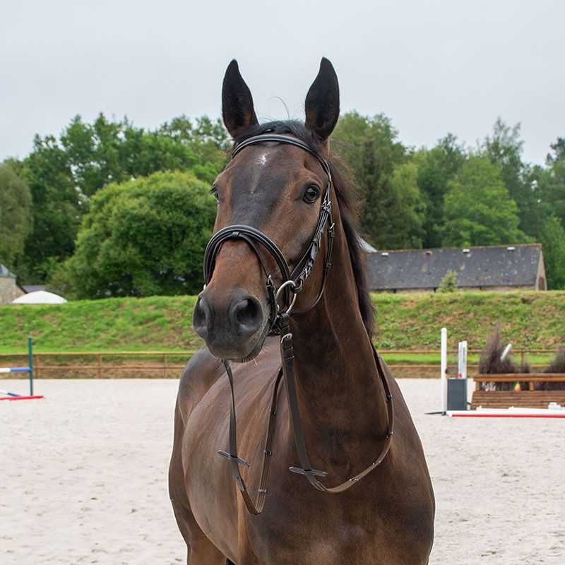 Bridon muserolle combiné Horse & Go