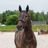 Bridon muserolle combiné Horse & Go