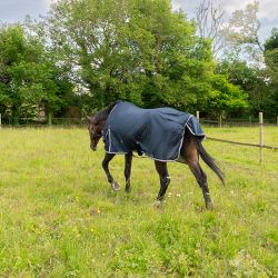Chemise anti-mouches Horse & Go