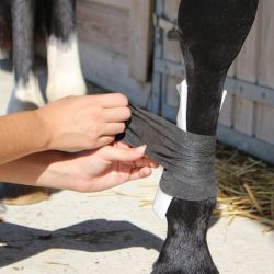 Bandages Animalintex