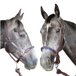 Licol corde CANTER - boucles blanches