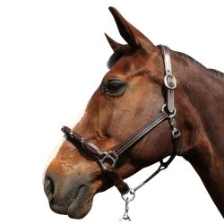Licol corde CANTER - boucles blanches