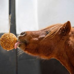 Boule de stable Likit Granola