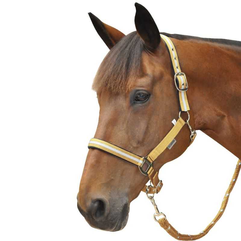 Set licol + longe lurex Canter Set licol + longe lurex Canter