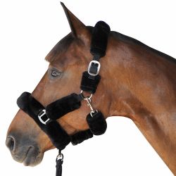 Licol de transport Canter