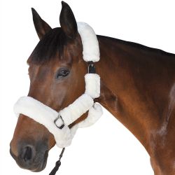 Licol de transport Canter