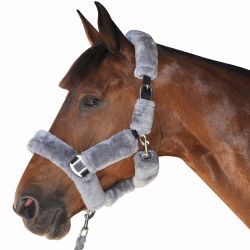 Licol de transport Canter