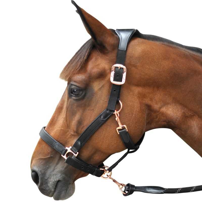 Hkm Posten Halfter-11796 Poney Bleu Foncé 12 PFIFF 102551 Licol En Cuir ' Lina', Bleu Foncé XFull Hkm Posten Halfter-11796 Poney Bleu Foncé En