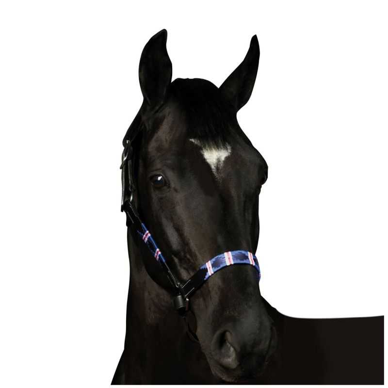 Licol Chukka Flags&Cup Licol Chukka Flags&Cup