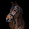Bridon combiné frontal Strass Stationata