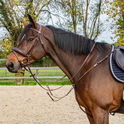 Collier de chasse 3 points Stationata