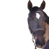 Bridon surpiqué combiné Canter
