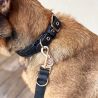 Collier et Laisse pour chien Heritage Eskadron