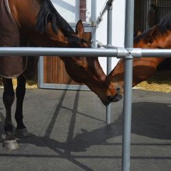 Tapis de sol zones humides Belmondo Paddock