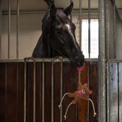 Jouets pour chevaux Valentine QHP
