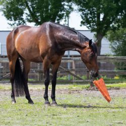 Jouet pour cheval XL QHP