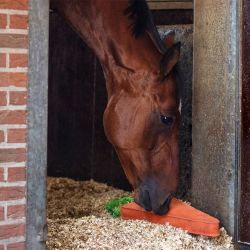Jouet pour cheval XL QHP