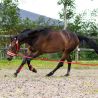 Caveçon avec mouton QHP