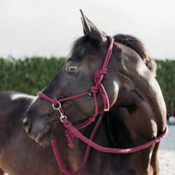 Licol corde avec rênes QHP