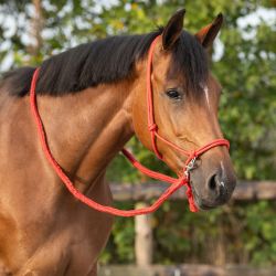 Licol corde avec rênes QHP