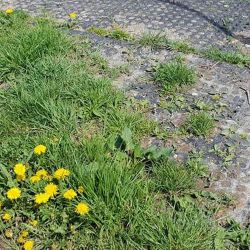 Tapis de sol Belmondo Flix sols naturels