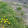 Tapis de sol Belmondo Flix sols naturels