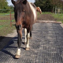 Tapis de sol Belmondo Flix sols naturels