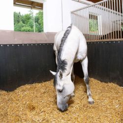 Revêtement de mur Caoutchouc BELMONDO Rodeo