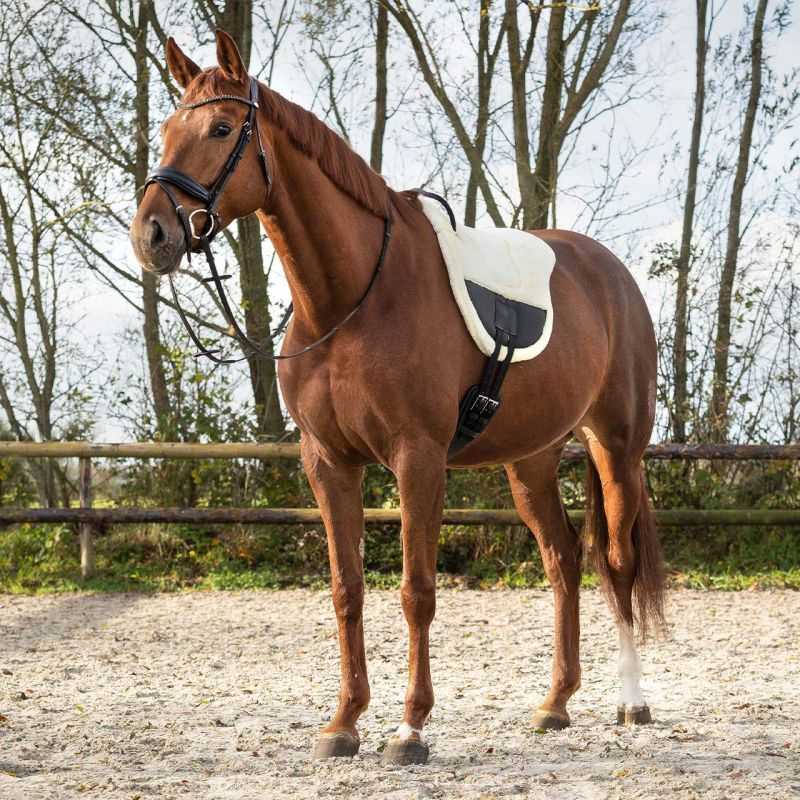 MaJu Combo de Tapis d'Aiguillage pour Chevaux 600D Cou Complet