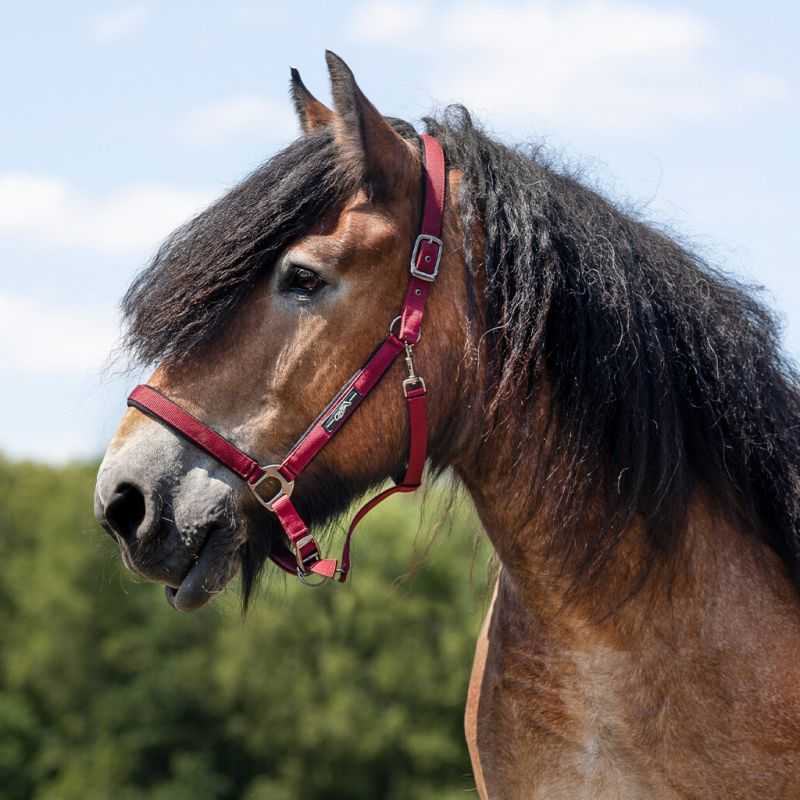 Licol Deluxe cheval de trait QHP Licol Deluxe cheval de trait QHP