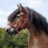 Licol Deluxe cheval de trait QHP