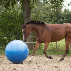 Ballon de jeu pour chevaux QHP