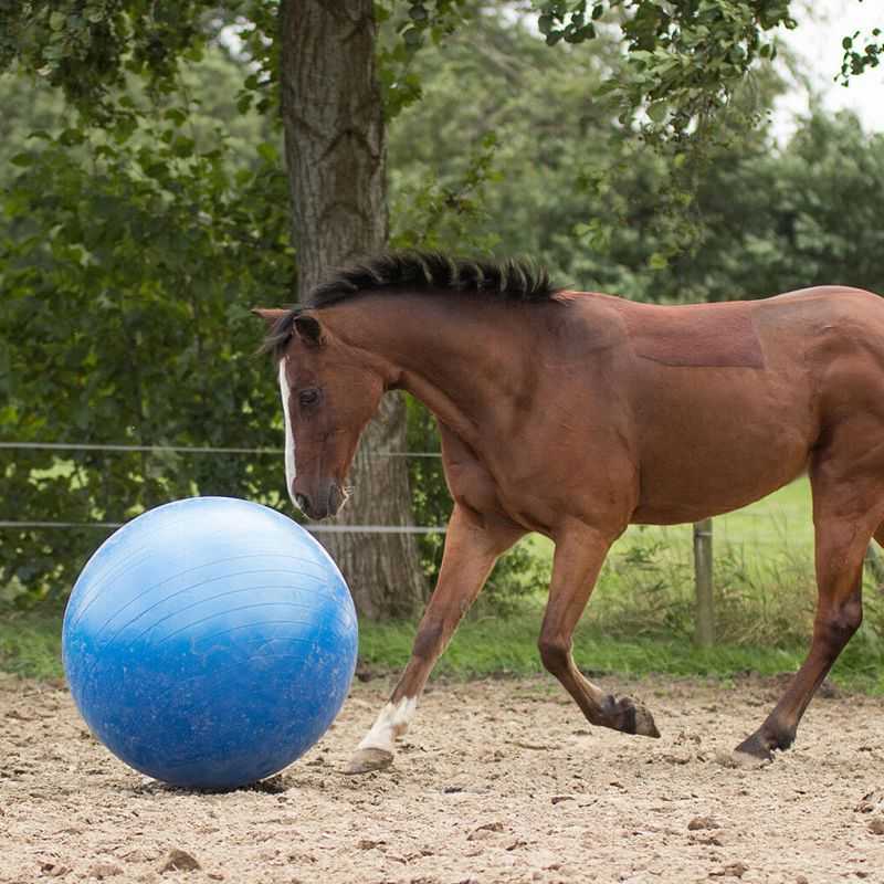 Ballon de jeu pour chevaux QHP Ballon de jeu pour chevaux QHP