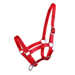 Licol poulain Q-Essentials