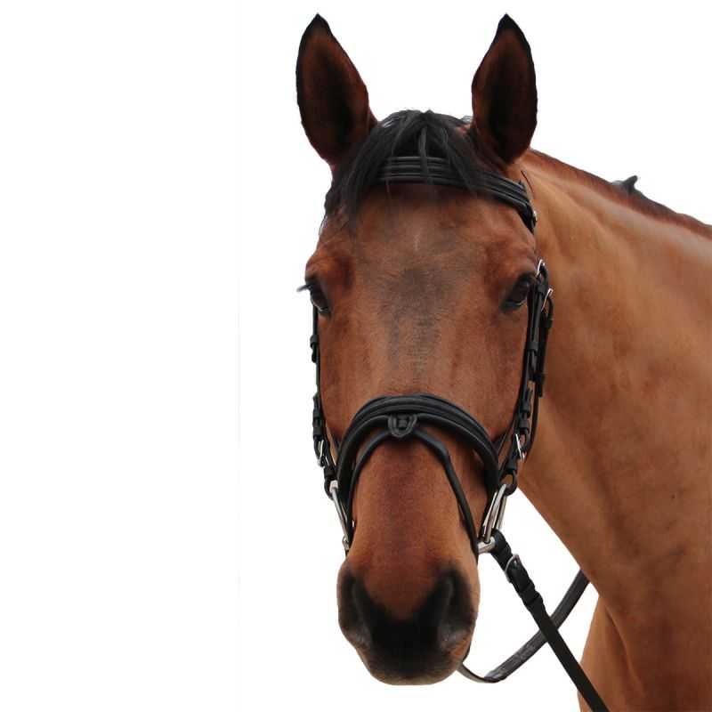 Bridon Mylord Canter Bridon Mylord Canter
