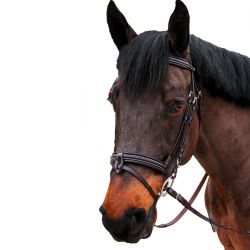Bridon Bombé Nino Canter