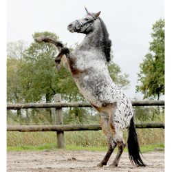 Corne de Licorne