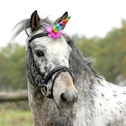Corne de Licorne