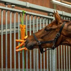 Jouet pour chevaux avec filet à foin QHP